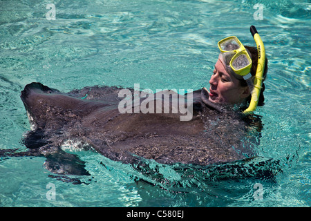 Menschen interagieren mit den Stachelrochen in Stingray City, Cayman-Inseln Stockfoto