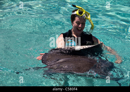 Menschen interagieren mit den Stachelrochen in Stingray City, Cayman-Inseln Stockfoto