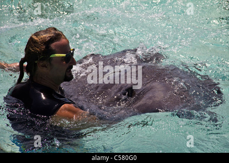 Menschen interagieren mit den Stachelrochen in Stingray City, Cayman-Inseln Stockfoto