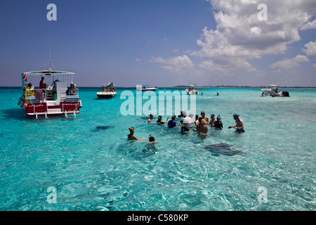 Menschen interagieren mit den Stachelrochen in Stingray City, Cayman-Inseln Stockfoto