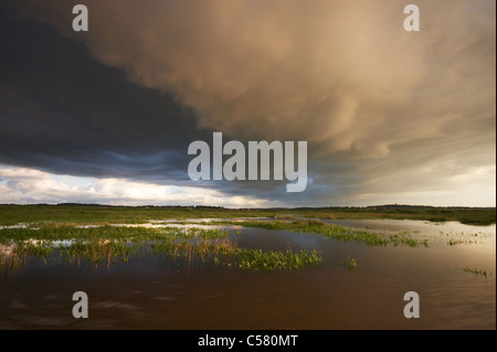 Eine Sturm-Köpfe im Inland über die Salzwiesen bei Cley-Next-the-Sea an der Küste von Norfolk Stockfoto