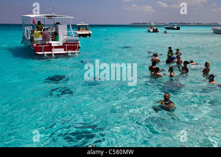 Menschen interagieren mit den Stachelrochen in Stingray City, Cayman-Inseln Stockfoto