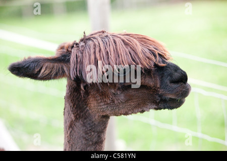 Suri Alpaca mit Fransen oben. Stockfoto