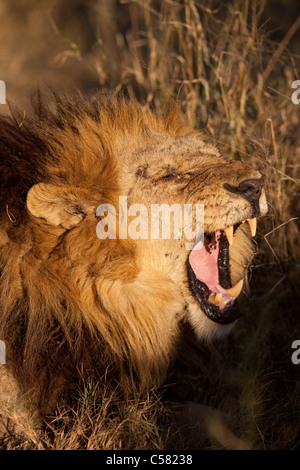 Kampf vernarbt männlicher Löwe (Panthera Leo) Okavango Delta, Botswana Stockfoto
