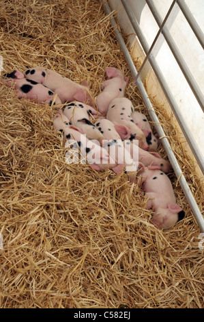 Gloucester alten Ort Ferkel an den Cotswold genommen zeigen, Cirencester, Gloucestershire, Großbritannien 2011 Stockfoto