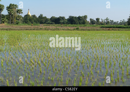 Asien, Burma, Myanmar, Reis, Feld, wachsende, Reis, Landwirtschaft, Wasser Stockfoto