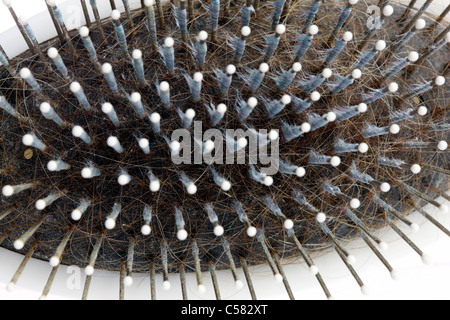 Schmutzig, gebrauchte Haarbürste. Mit vielen alten Haare und anderen Schmutz drin. Stockfoto