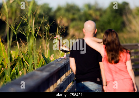 Paar beobachten schwarzbäuchigen Pfeifen-Ente am Boardwalk am Green Cay Feuchtgebiete - Delray Beach, Florida USA Stockfoto