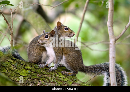 Östliche graue Eichhörnchen - grüne Cay Feuchtgebiete - Delray Beach, Florida USA Stockfoto