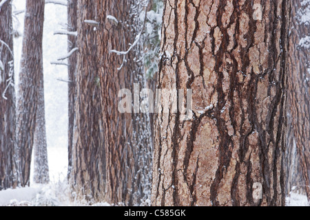 Schnee bedeckt gelb-Kiefer (Pinus Benthamiana) Baumstämme am Rande des Cooks Wiese - Yosemite Nationalpark, Kalifornien Stockfoto