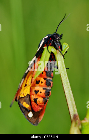 Creme-Ort Tiger, Arctia Villica, Motte, Schmetterling, mediterrane, Fauna, Tier, Tiere, Insekt, Insekten, Natur Stockfoto