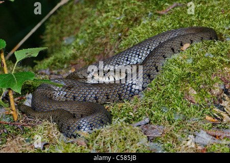 Ringelnatter, Colubrid, Nattern, Natrix Natrix Helvetica, Schlange, Schlangen, Reptilien, Reptilien, Gesamtansicht, geschützt, vom Aussterben bedrohte Stockfoto