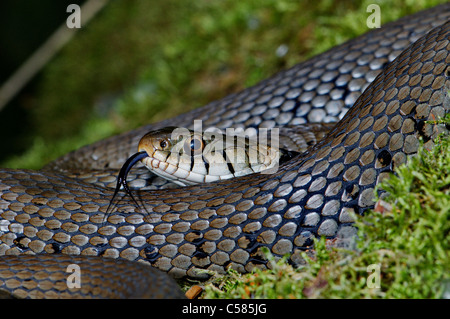 Ringelnatter, Colubrid, Nattern, Natrix Natrix Helvetica, Schlange, Schlangen, Reptilien, Reptilien, Porträt, geschützt, gefährdet, in Stockfoto