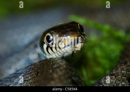 Ringelnatter, Colubrid, Nattern, Natrix Natrix Helvetica, Schlange, Schlangen, Reptilien, Reptilien, Porträt, geschützt, gefährdet, in Stockfoto