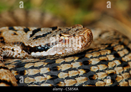 Viper, Viper, Addierer, Nattern, Asp Viper, A. Vipera Aspis, Schlange, Schlangen, Reptilien, Reptilien, Porträt, geschützt, gefährdet, ind Stockfoto