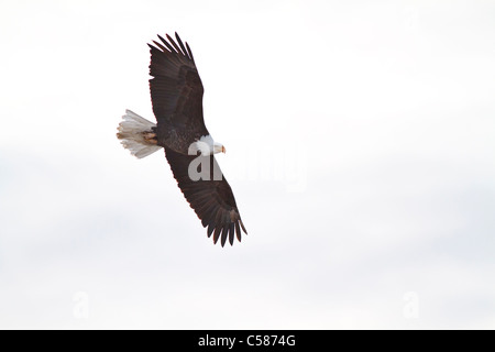 Weißkopf-Seeadler fliegen auf der Suche nach Essen @ Farmington Bay Utah Stockfoto