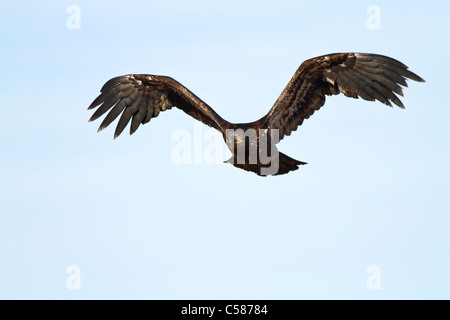 Juvenile Weißkopf-Seeadler fliegen über Stockfoto