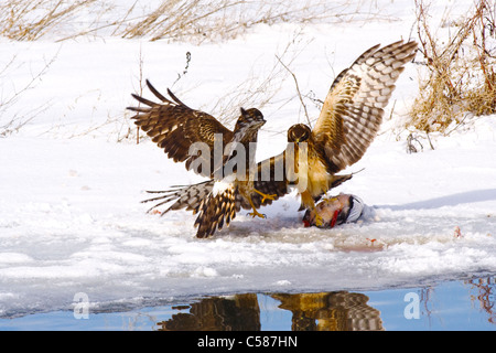 Northern Harrier Falken kämpfen über Essen Stockfoto