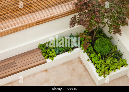 Ecke Detail eine kompakte Patio-Garten mit harte Funktionen. Angehoben, ummauerten Bett mit Acer, Box Heuchera und Hosta gepflanzt. Stockfoto