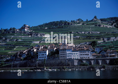 Schweiz, Europa, Landschaft, Sommer, Waadt, Lavaux, Lac Léman, Genfersee, Weingärten, Weinberge, Weinbau, Wein, St-Sap Stockfoto