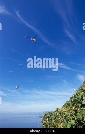 Schweiz, Europa, Dézaley, Désaley, Hubschrauber, Jahrgang, Wein, Weinbau, Weinberge, Herbst, Winzer, Waadt, Lavaux, Stockfoto