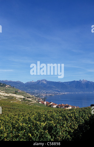 Schweiz, Europa, Dézaley, Désaley, Vintage, Wein, Weinbau, Weinberge, Weinberge, Herbst, Winzer, Waadt, Lavaux, Stockfoto