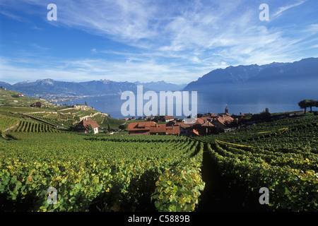 Schweiz, Europa, Dézaley, Désaley, Vintage, Wein, Weinbau, Weinberge, Weinberge, Herbst, Winzer, Waadt, Lavaux, Stockfoto