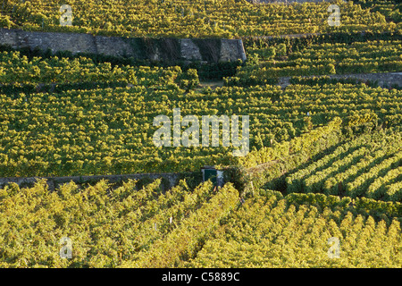 Schweiz, Europa, Dézaley, Désaley, Vintage, Wein, Weinbau, Weinberge, Weinberge, Herbst, Winzer, Waadt, Lavaux, Stockfoto