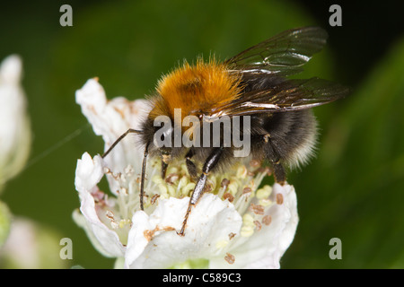 Baumhummel (Bombus Hypnorum) Fütterung auf eine Brombeere Blume Stockfoto
