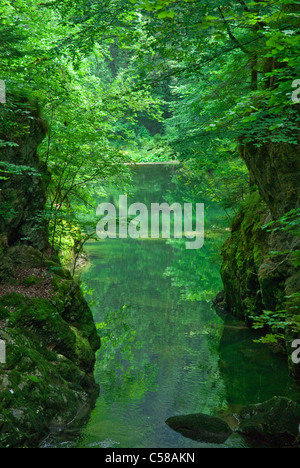 Areuse, Areuseschlucht, Gorges de l'Areuse, Europa, Fluss, fließen, Porträt, Jura, Berge, Neuenburg, Neuenburg, Kanton NE Gul Stockfoto