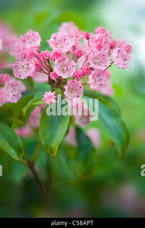 Kalmia Latifolia, Berg-Lorbeer oder Spoonwood genannt Stockfoto