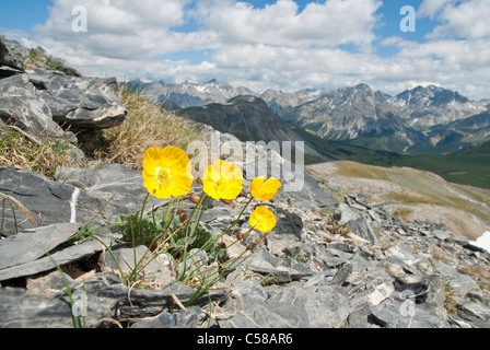 Alpenblume, Berg Blume, Berge, Bergfrühling, Biosfera Val Müstair, Biosphäre, Blume, Blüte, gedeihen, Bündner A Stockfoto