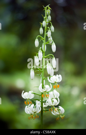 Gemeinsame Turkscap - Lilie Lilium Martagon Var Album Stockfoto