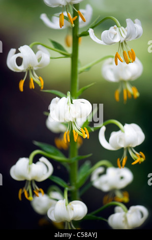 Gemeinsame Turkscap - Lilie Lilium Martagon Var Album Stockfoto