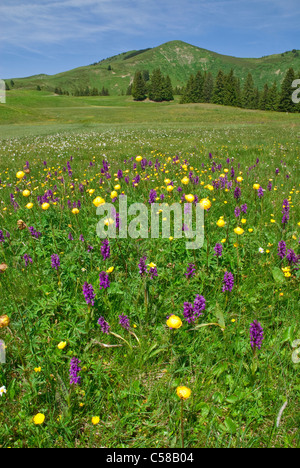 Alpen, Ankeballi, Berge, Bern, Kanton BE, Berner Oberland, Berner Voralpen, Blume, Blüte, gedeihen, weiten grünen, weiten-blättrig Stockfoto