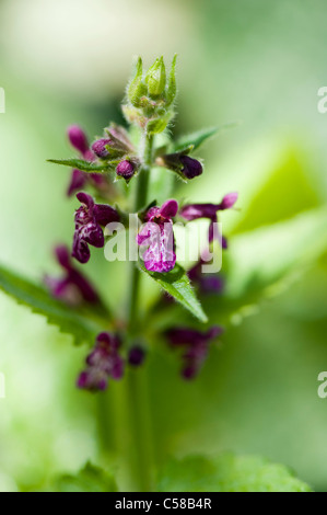 Hedge Woundwort - Niederwendischen Sylvatica Blumen Stockfoto