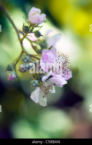 Nahaufnahme der Blüte Bramble oder Blackberry Sommerblumen hellrosa oder weiß, einem weichen Hintergrund genommen. Stockfoto