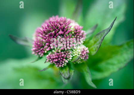 Nahaufnahme Bild der Sommer blühenden Eupatorium Cannabinum rosa Blumen, auch bekannt als Hanf Agrimony oder Heilige Seil. Stockfoto