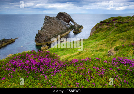 Bogen Geige Rock, Rock, Großbritannien, Schottland, Europa, Meer, Küste, Kliffküste, Klippe Formen, Klippe Kurven, Wiese, Moor-Pflanzen Stockfoto