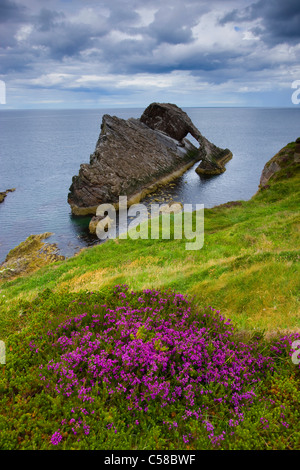 Bogen Geige Rock, Rock, Großbritannien, Schottland, Europa, Meer, Küste, Kliffküste, Klippe Formen, Klippe Kurven, Wiese, Moor-Pflanzen Stockfoto