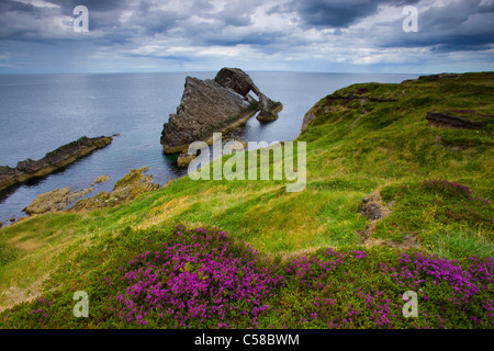 Bogen Geige Rock, Rock, Großbritannien, Schottland, Europa, Meer, Küste, Kliffküste, Klippe Formen, Klippe Kurven, Wiese, Moor-Pflanzen Stockfoto