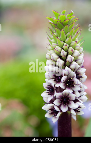 Eucomis Montana. Ananas-Lilie Stockfoto