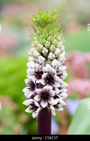 Eucomis Montana. Ananas-Lilie Stockfoto