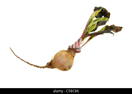 Ganze frische rote Beete Pflanze isoliert auf weiss Stockfoto