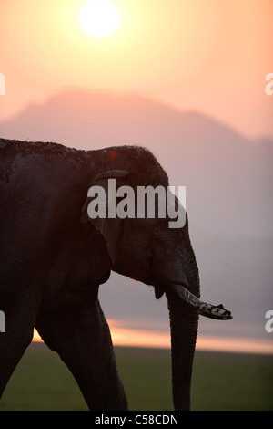 Ein wilder Tusker Elefant vor einem Sonnenuntergang Hintergrund bei Jim Corbett, India. [Elephas Maximus] Stockfoto