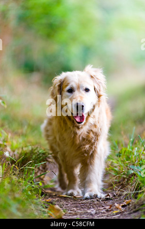 Elegante, gesunde, alte weibliche Golden Retriever heraus für einen Spaziergang in der Natur Stockfoto