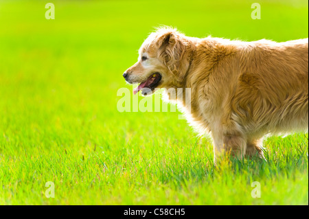 Eine elegante, alte, weibliche golden Retriever stehend in einem Feld in der Abendsonne Licht Stockfoto