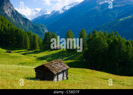 La Legende, Schweiz, Europa, Kanton Wallis, Naturpark Val d'Hérens, Blumenwiese, Holz, Wald, Bäume, Wiese, Lärchen, Stockfoto