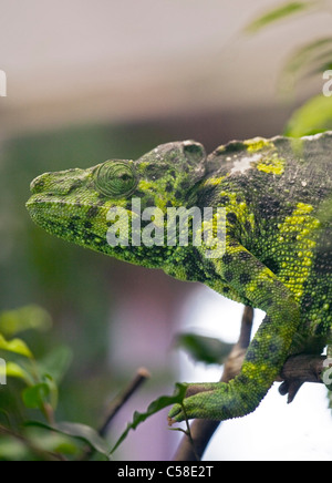 Meller Chamäleon / Giant One-Horned-Chamäleon (Chamaeleo Melleri) Stockfoto