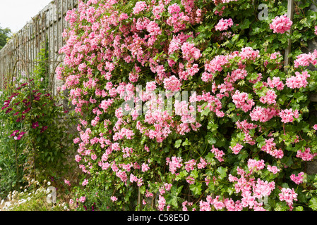 Ummauerten Garten mit Pelargonien "Alice Crousse' in Blüte im Juni Stockfoto